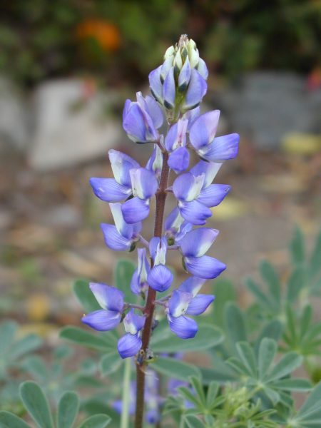 Lupine