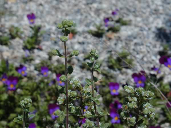 Marjoram, Majorana Hortensis