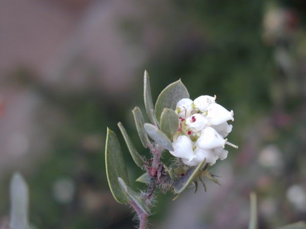 Arctostaphylos Manzanita Flower