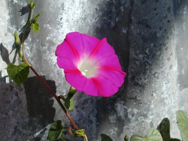 Crimson Rambler Morning Glory