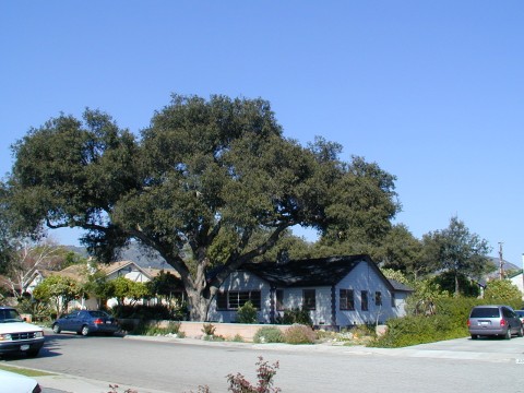 The giant live oak tree of South San Jose Drive Glendora California