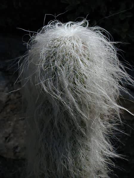 'Old Man's Beard' cactus