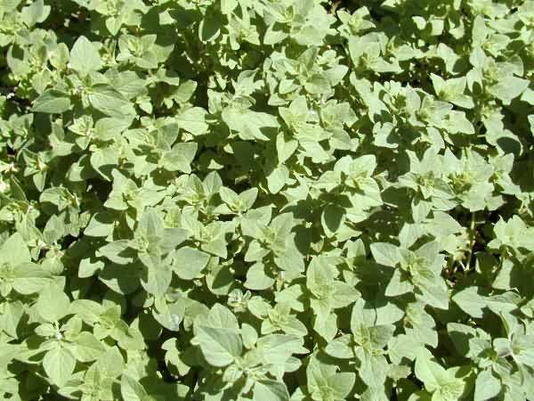 Greek oregano