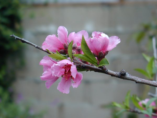 Peach tree flower