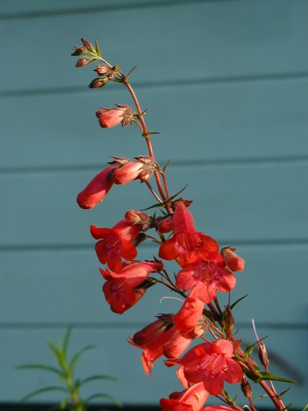 Red Penstemmon flower