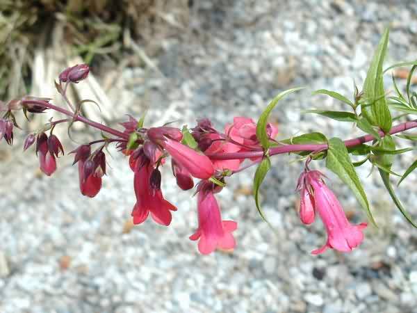 Magenta Penstemmon Flower