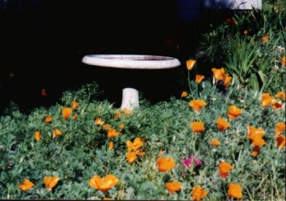 Golden Poppies by the bird bath