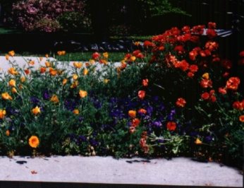 Golden Poppies and Fresia Flowers