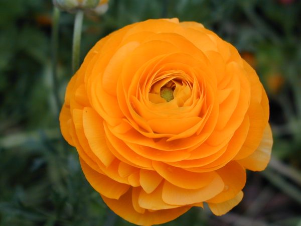 Orange Ranoculus flower