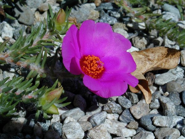 Magenta Rock Rose