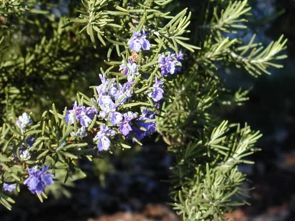 Rosemary