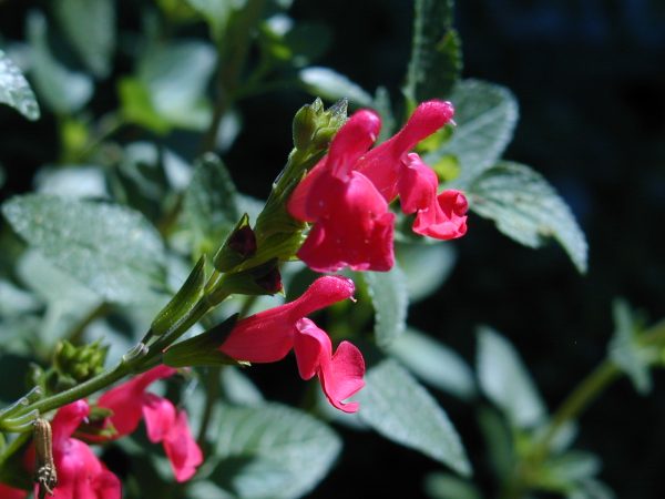 Marachino sage flower