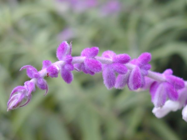 Mexican bush sage