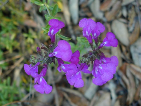 Nueva Leon Salvia