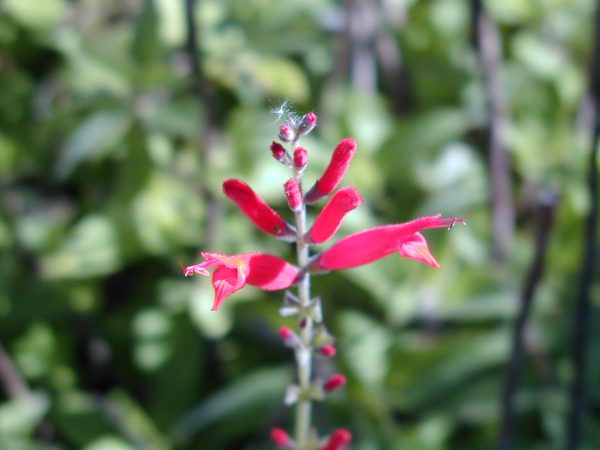 Pineapple sage flower