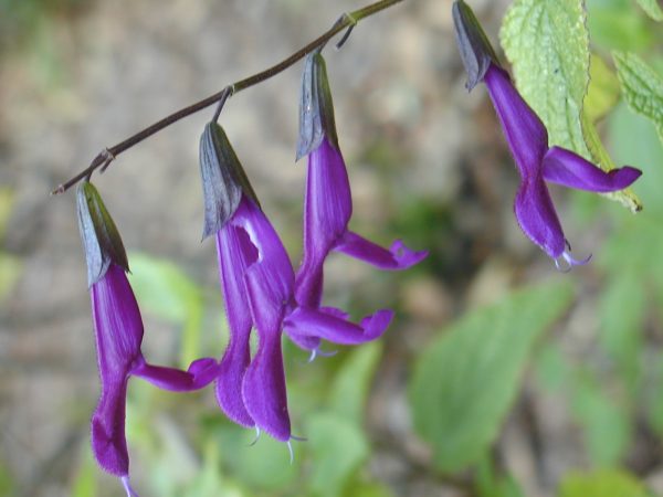 Purple Majesty sage flower