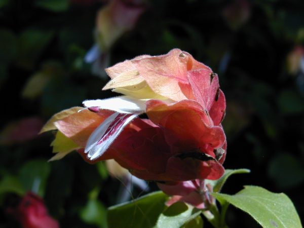 Shrimp Plant