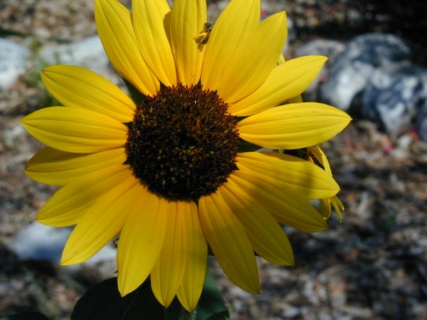 Sunflower with a Honey Bee collecting pollen