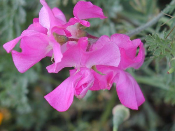 Pink Sweet Pea Flower