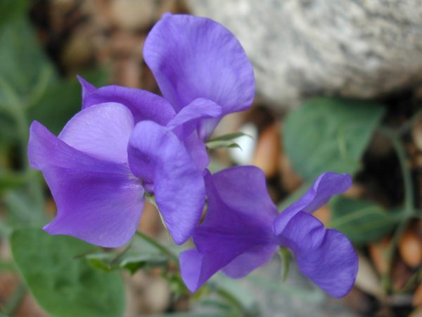 Purple Sweet Pea Flower