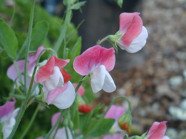 Salmon and White Sweet Pea Flower