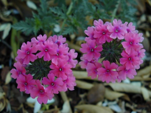 Verbena, Peruvian Pink