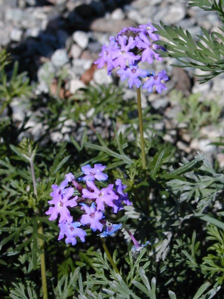 Verbena, Tapien Lavendar