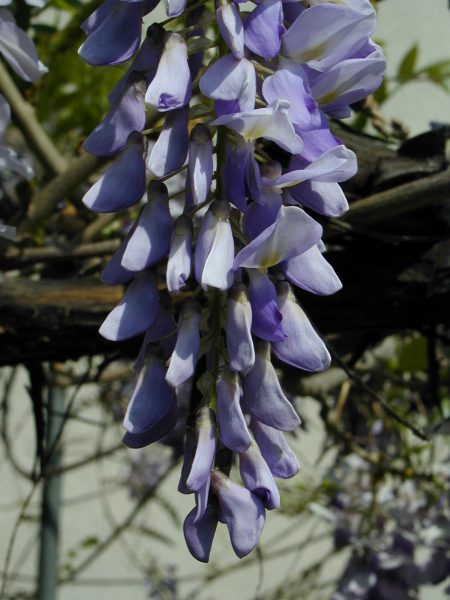 Blue Wisteria Flower