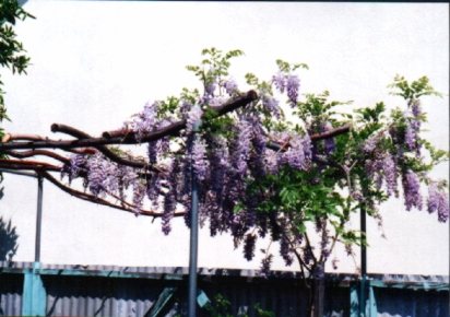 Pink Wisteria Vine