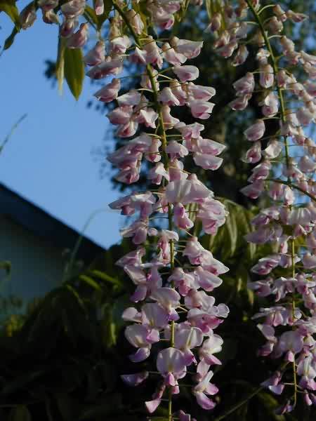 Pink Wisteria Flower