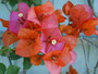 Orange Bougainvillea