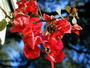 San Diego Red Bougainvillea