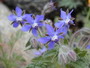 Borage