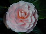 Peach Camelia