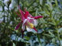 Columbine