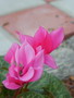 Cyclamen