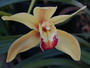 Cymbidium