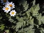 feverfew