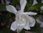 Gardenia