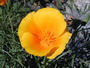 Golden Poppy