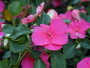 Impatiens