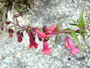 Penstemon