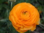 Rannoculus