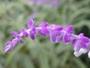 Mexican Bush Sage