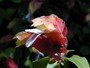 Shrimp Plant