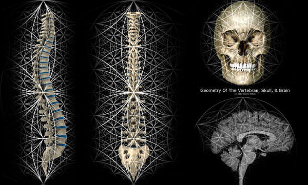 spinal geometry