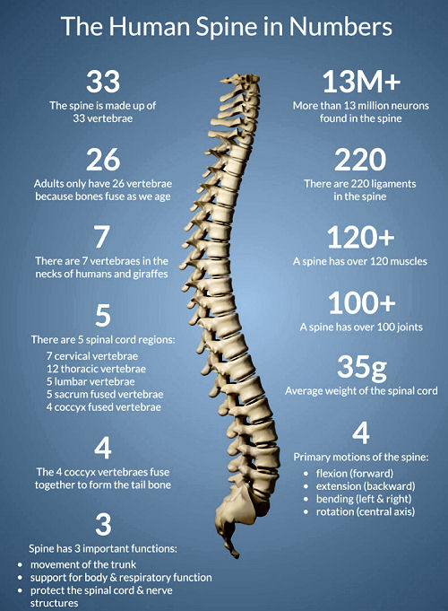do you have a backbone?
