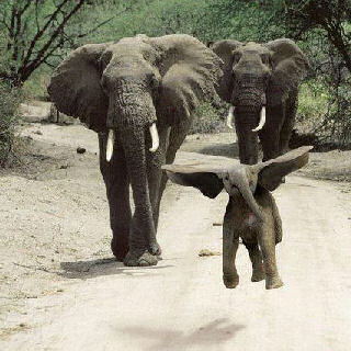 dumbo the flying elephant