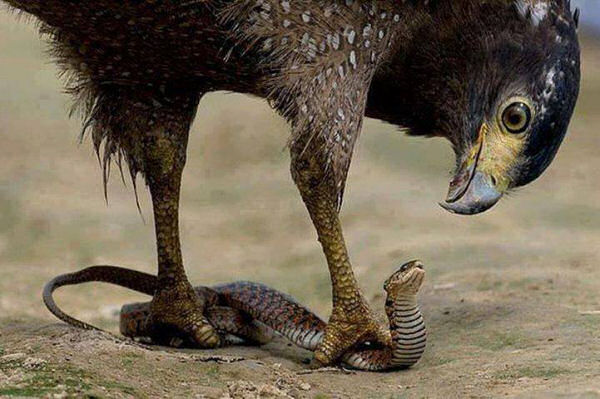 eagle over snake