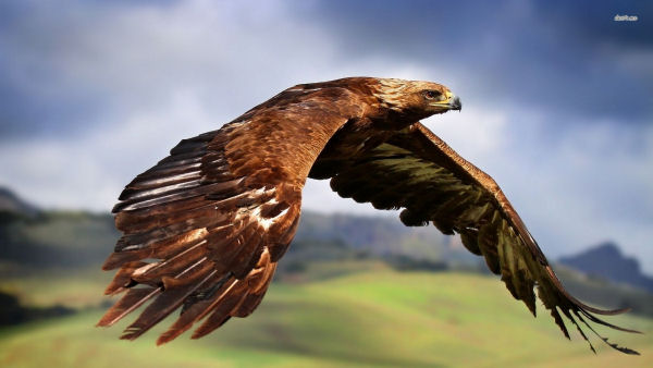 golden eagle in flight